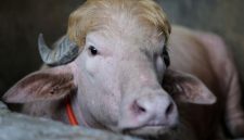 Penampakan kerbau albino 'Donald Trump' di Bangladesh. Foto: REUTERS/Mohammad Ponir Hossain)