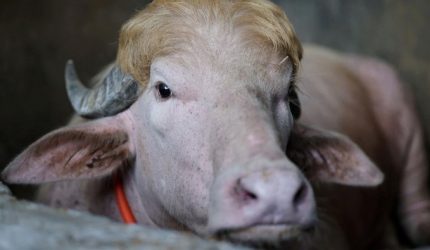 Kerbau albino di peternakan Bangladesh yang dijuluki “Donald Trump” karena rambut di dahinya menyerupai gaya rambut pirang.
