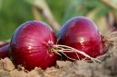 ilustrasi bawang merah ( foto fixabay)
