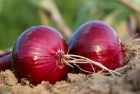 ilustrasi bawang merah ( foto fixabay)