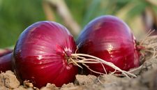 ilustrasi bawang merah ( foto fixabay)