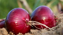 ilustrasi bawang merah ( foto fixabay)