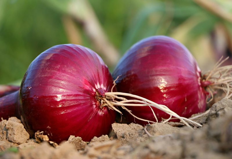 ilustrasi bawang merah ( foto fixabay)