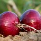 ilustrasi bawang merah ( foto fixabay)