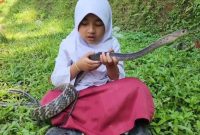 Caca, siswi SD asal Cianjur, terlihat santai bermain dengan ular King Koros peliharaannya yang tidak berbisa.