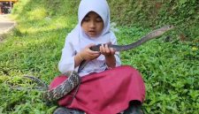 Caca, siswi SD asal Cianjur, terlihat santai bermain dengan ular King Koros peliharaannya yang tidak berbisa.