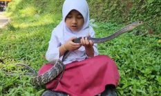 Bocah SD Cianjur Viral Bermain Ular King Koros