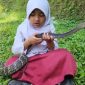 Caca, siswi SD asal Cianjur, terlihat santai bermain dengan ular King Koros peliharaannya yang tidak berbisa.