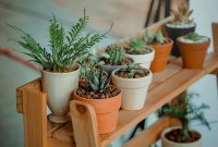 Manfaat tanaman di dalam rumah untuk kesehatan dan kualitas udara. ( Foto Pexels )