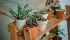 Manfaat tanaman di dalam rumah untuk kesehatan dan kualitas udara. ( Foto Pexels )