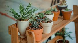 Manfaat tanaman di dalam rumah untuk kesehatan dan kualitas udara. ( Foto Pexels )