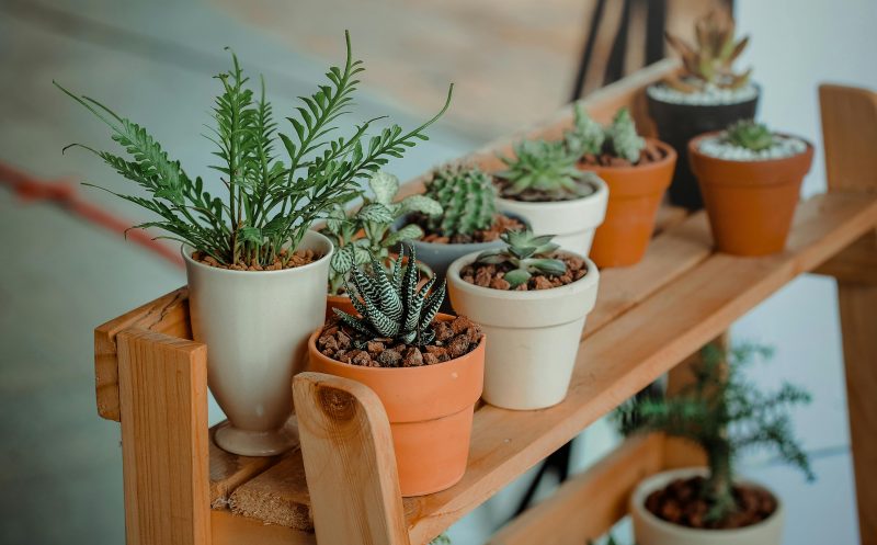 Manfaat tanaman di dalam rumah untuk kesehatan dan kualitas udara. ( Foto Pexels )