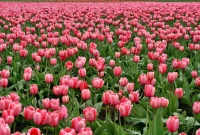 ilustrasi bunga tulip yang tumbuh di lahan (pexels.com/Pixabay)