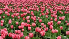 ilustrasi bunga tulip yang tumbuh di lahan (pexels.com/Pixabay)