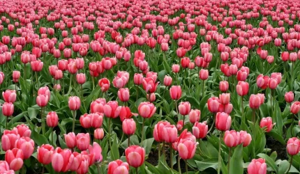 Bunga tulip berwarna-warni yang tumbuh di halaman rumah dengan kondisi taman yang rapi, subur, dan terawat.