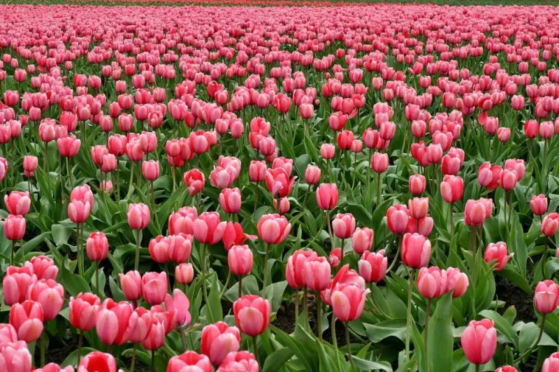 ilustrasi bunga tulip yang tumbuh di lahan (pexels.com/Pixabay)