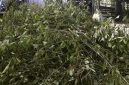 Foto: Tanaman Kratom. (AP Photo)
