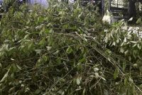 Foto: Tanaman Kratom. (AP Photo)
