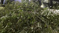 Foto: Tanaman Kratom. (AP Photo)