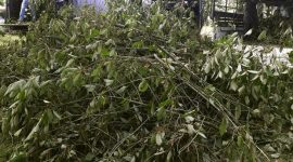 Foto: Tanaman Kratom. (AP Photo)