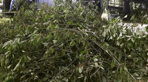 Foto: Tanaman Kratom. (AP Photo)