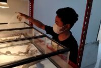 Muhammad Rizky menunjukkan salah satu kadal hasil budidayanya yang kini menjadi sumber penghasilan.
