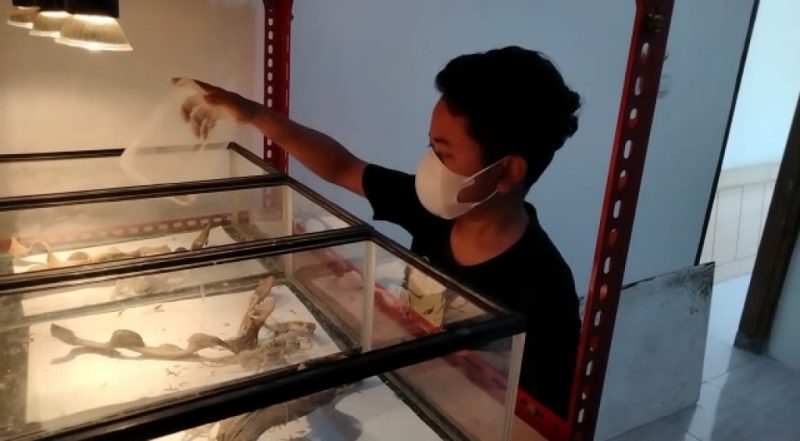 Muhammad Rizky menunjukkan salah satu kadal hasil budidayanya yang kini menjadi sumber penghasilan.
