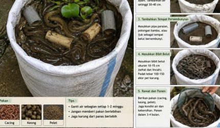 ternak belut dalam karung untuk pemula modal kecil