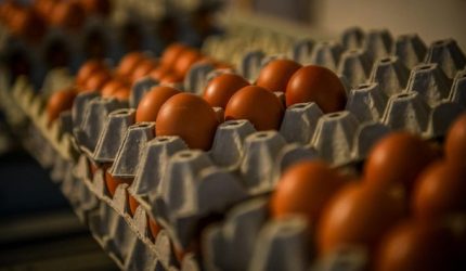 telur omega-3 lebih sehat dengan kandungan omega-3 tinggi