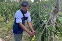 Petani Kelompok Tani Sinar Cabe memanen buah naga organik di Sumbermulyo, Banyuwangi, yang berhasil menembus pasar ekspor.(Foto : KOMPAS.com/ Zintan Prihatini)