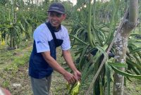 Petani Kelompok Tani Sinar Cabe memanen buah naga organik di Sumbermulyo, Banyuwangi, yang berhasil menembus pasar ekspor.(Foto : KOMPAS.com/ Zintan Prihatini)