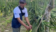 Petani Kelompok Tani Sinar Cabe memanen buah naga organik di Sumbermulyo, Banyuwangi, yang berhasil menembus pasar ekspor.(Foto : KOMPAS.com/ Zintan Prihatini)