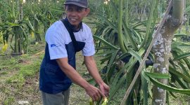 Petani Kelompok Tani Sinar Cabe memanen buah naga organik di Sumbermulyo, Banyuwangi, yang berhasil menembus pasar ekspor.(Foto : KOMPAS.com/ Zintan Prihatini)