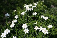 anaman bunga kacapiring (Gardenia) dengan bunga putih harum ( Foto Wikipedia)