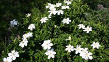 anaman bunga kacapiring (Gardenia) dengan bunga putih harum ( Foto Wikipedia)