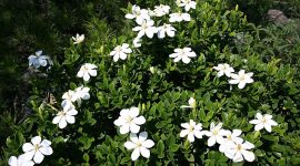 anaman bunga kacapiring (Gardenia) dengan bunga putih harum ( Foto Wikipedia)