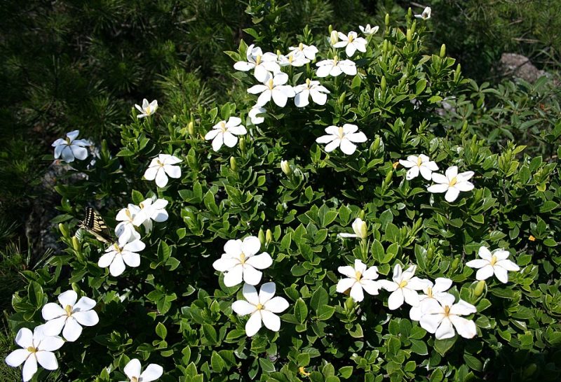 anaman bunga kacapiring (Gardenia) dengan bunga putih harum ( Foto Wikipedia)