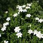 anaman bunga kacapiring (Gardenia) dengan bunga putih harum ( Foto Wikipedia)