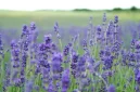 lustrasi lavender (sumber: iStockphoto)