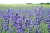 lustrasi lavender (sumber: iStockphoto)