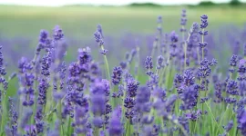 lustrasi lavender (sumber: iStockphoto)