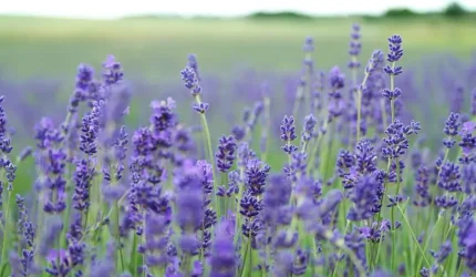 Bunga lavender dalam pot tumbuh subur dengan bunga ungu dan media tanam yang gembur.