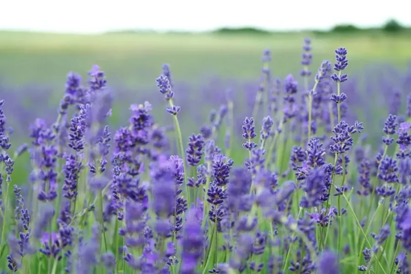 lustrasi lavender (sumber: iStockphoto)
