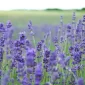 lustrasi lavender (sumber: iStockphoto)