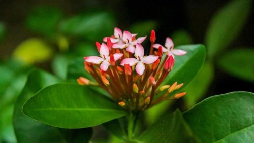 Cara menanam bunga asoka hingga berbunga. Foto: Getty Images/iStockphoto/Bagir Alaydrus.