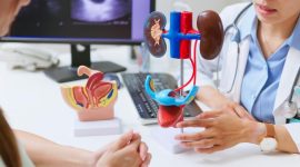 Seorang dokter menunjukkan model anatomi ginjal kepada pasien saat konsultasi untuk menjelaskan fungsi dan risiko penyakit ginjal.(Foto : Getty Images/PonyWang)