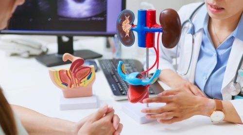 Seorang dokter menunjukkan model anatomi ginjal kepada pasien saat konsultasi untuk menjelaskan fungsi dan risiko penyakit ginjal.(Foto : Getty Images/PonyWang)