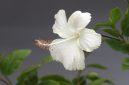 Bunga hibiscus mekar mempercantik taman rumah. ( Foto Pexels)