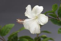 Bunga hibiscus mekar mempercantik taman rumah. ( Foto Pexels)