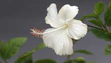 Bunga hibiscus mekar mempercantik taman rumah. ( Foto Pexels)